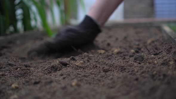 Closeup of a Woman's Hands Leveling the Humus Preparing the Soil for Planting