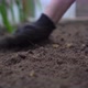 Closeup of a Woman's Hands Leveling the Humus Preparing the Soil for Planting - VideoHive Item for Sale