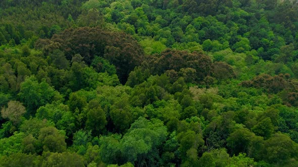 Fly Above Picturesque Forest