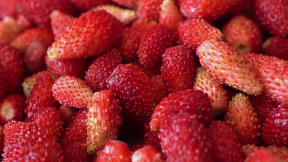 Rotation Macro Wild Strawberry