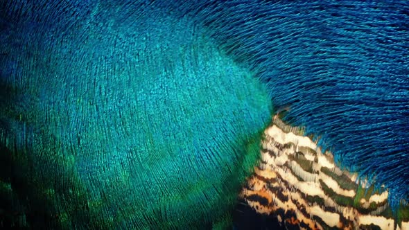 Peacock Plumage