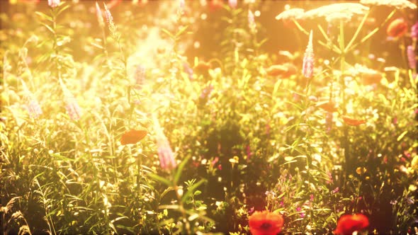 Wild Field of Flowers at Sunset