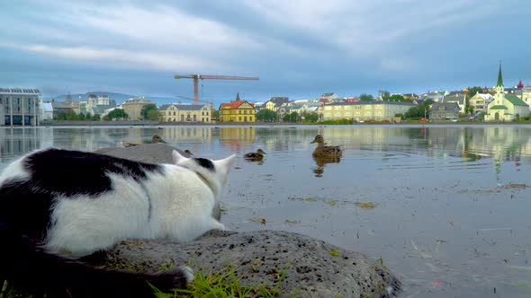 Cat Hunts Ducks