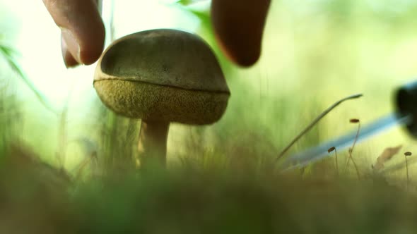 A Mushroom Picker Cuts a Mushroom with a Knife in the Forest