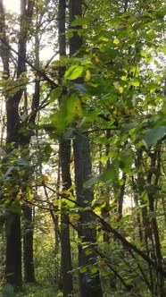 Vertical Video Autumn Forest By Day