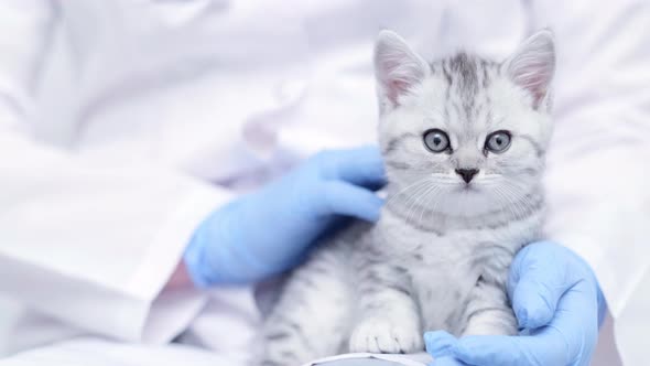 Veterinarian Doctor with Small Gray Scottish Kitten in His Arms in Medical Animal Clinic Close Up