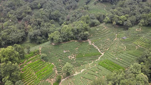 Tea Plantation, Aerial China