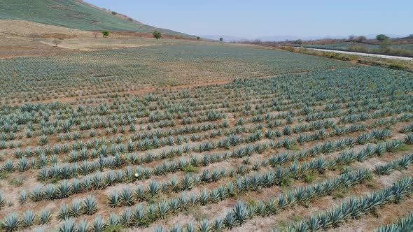 Agave Landscape in Tequila, Mexico