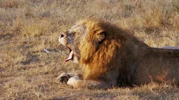 Adult Lion Lies on Ground Yawns Licks Its Lips