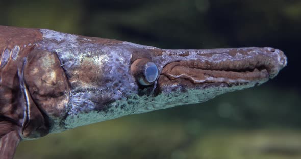 Fish Longnose Gar Lepisosteus Osseus Also Known As Longnose Garpike