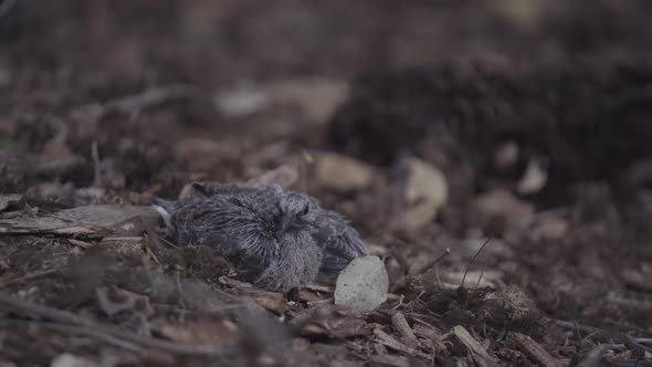 Two Scared Mourning Dove Chicks Sit and Shuffle on the Ground