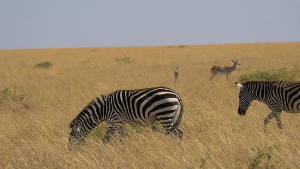 Zebras walking and grazing near two gazelles