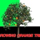 Growing orange tree - VideoHive Item for Sale