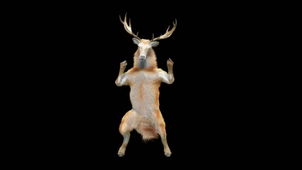 36 Deer Dancing HD