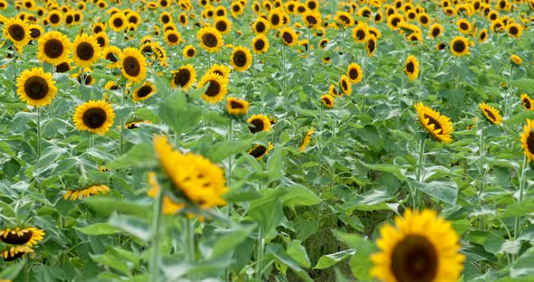 Sunflower farm garden