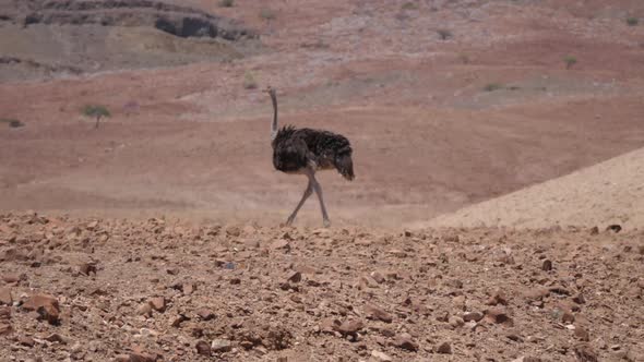 Ostrich walks on a dry savanna 
