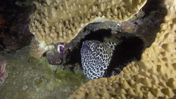 leopard moray eel hiding below soft coral