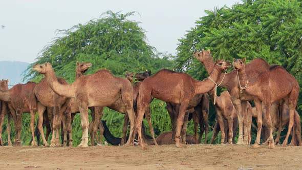 Camels at the Pushkar Fair, Also Called the Pushkar Camel Fair or Locally As Kartik Mela