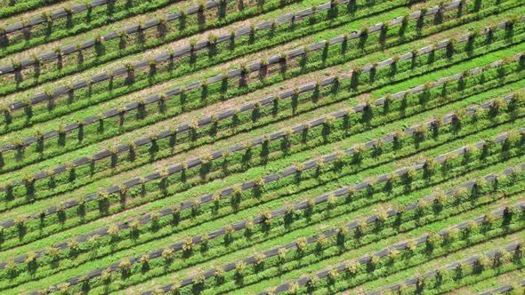 Top Down View of Orchards with Fruit Trees
