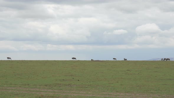 Gnus on a cloudy day