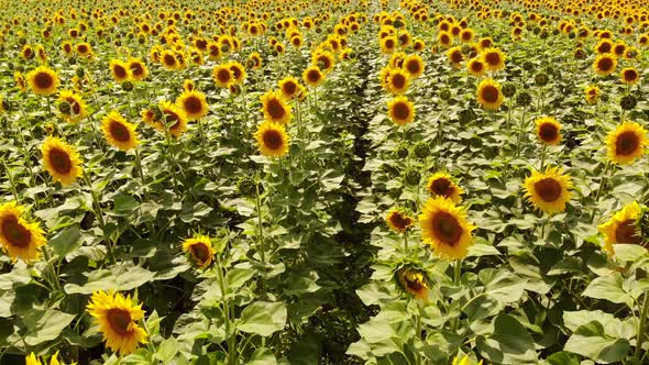 Flying Over Sunflower Field