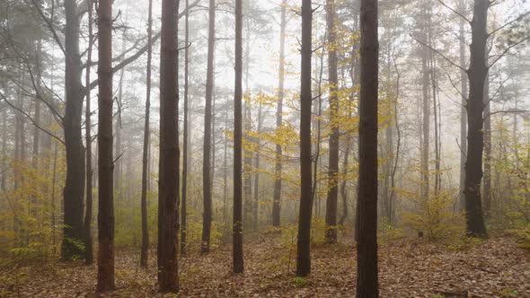 An autumn forest shrouded in mist. The trunks of pine trees and deciduous trees with yellow foliage