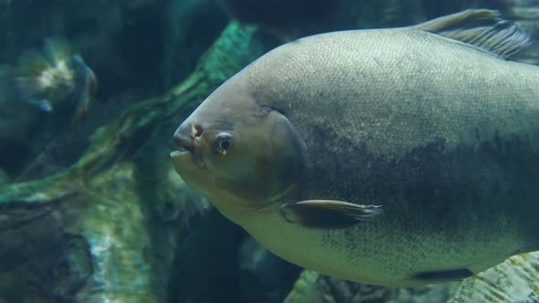 Tambaqui, or Colossoma Macropomum, or Black Pacu, Black-finned Pacu, Giant Pacu, Cachama, Gamitana