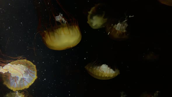 Jellyfish - Chrysaora Fuscescens - at Kamon Aquarium, Japan.