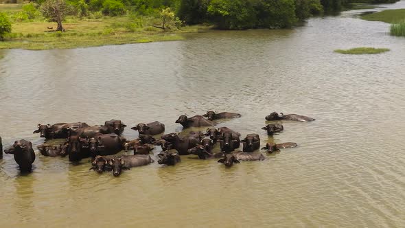 Wild Buffaloes in the River