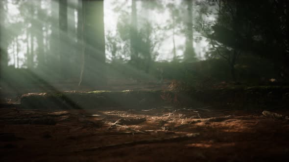 Morning with Fog in Sequoia National Park alt