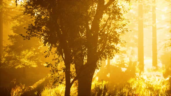 Bright Light Falling Into the Dark Forest