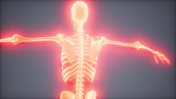 Transparent Human Body with Visible Bones