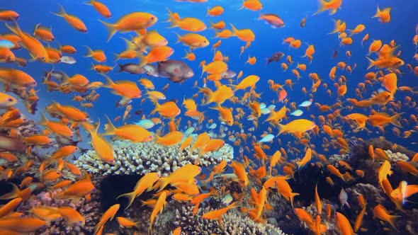 Tropical Underwater Reef Sea Fish