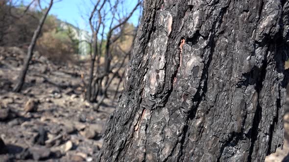Black Tree Trunk and Branch With Ash After a Forest Fire