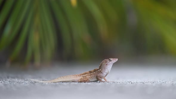 Macro Closeup of Blown Alone Lizard Warming on Summer Sun