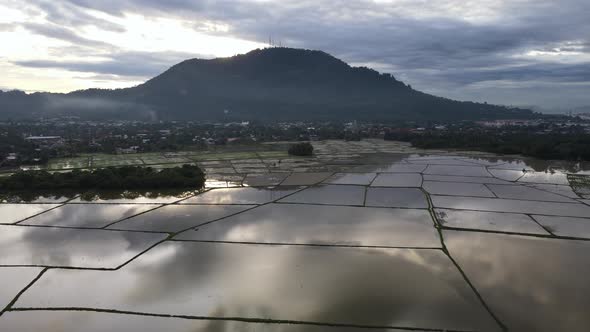 Aerial view ascending look down paddy field in watering cultivation season