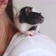 Cute Pet Rat is Eating a Piece of Food Sitting on Woman's Shoulder - VideoHive Item for Sale