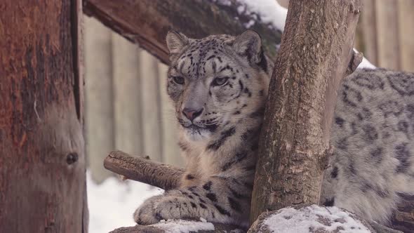 Snow leopard - Irbis (Panthera uncia).