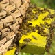 Bees collect nectar and back to an old hive - VideoHive Item for Sale
