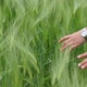 Hands through Wheat - VideoHive Item for Sale