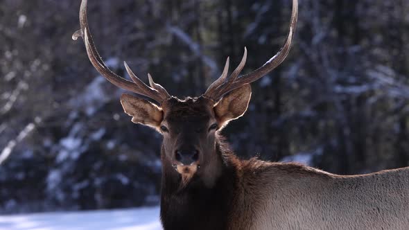 buck elk breathing slow motion winter