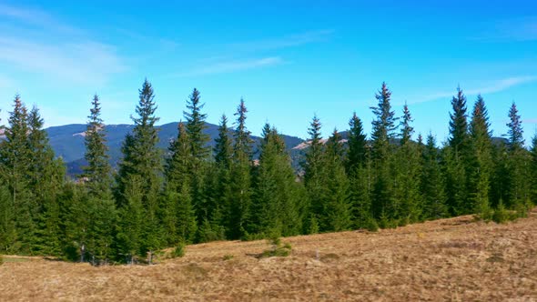 Beautiful Evergreen Spruce Trees on a Mountain Ridge in the Carpathians in Ukraine Near the Village