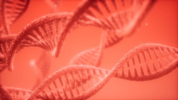 Structure of the DNA Double Helix