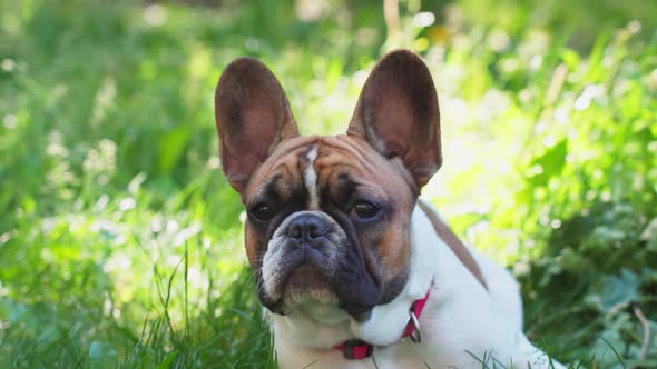Sad french bulldog lying in park grass, sniffing air