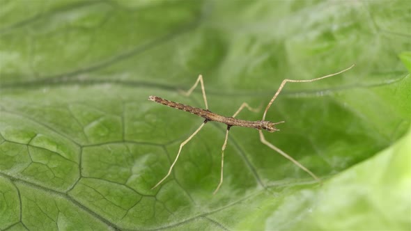 Stick Insect Medauroida Extradentata Family Phasmatidae