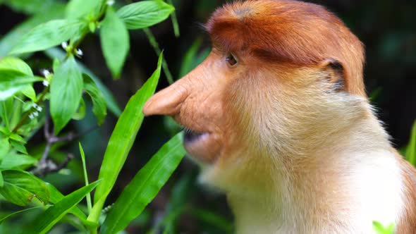 Wild Proboscis monkey or Nasalis larvatus, in rainforest of Borneo, Malaysia