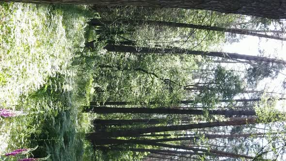 Vertical Video Aerial View Inside a Green Forest with Trees in Summer