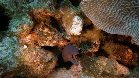 Red Sea Giant Moray