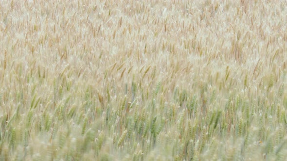 defocused wheat field.growth nature harvest,bread making,home bakery. agriculture farm,ripening