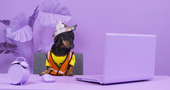 Dachshund Dog in Hat and Vest Barks Sitting Near Laptop